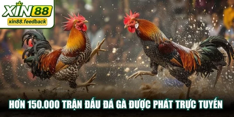 Hơn 150.000 trận đấu đá gà được phát trực tuyến nên không lo bỏ lỡ