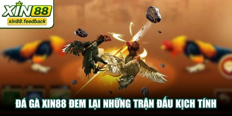 Đá gà XIN88 đem lại những trận đấu kịch tính với bầu không khí nghẹt thở